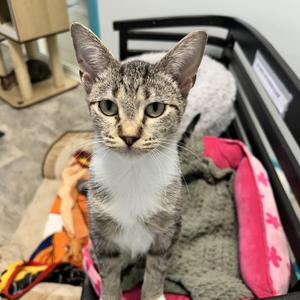 Gabby, kitten, available for adoption