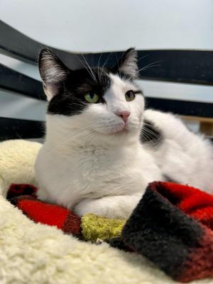 Kat, young, available for adoption