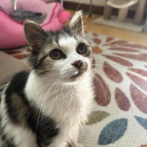 Elsie Jo, adult, available for adoption