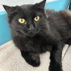 Emma, young, available for adoption