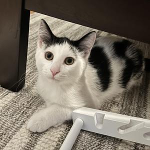 Murray and Nico (bonded), kitten, available for adoption