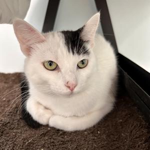 Kira, young, available for adoption
