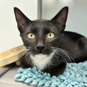 Cicero, kitten, available for adoption