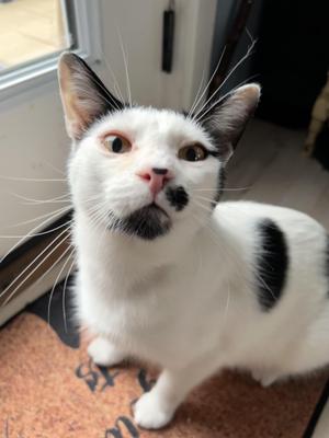 Dickens, young, available for adoption