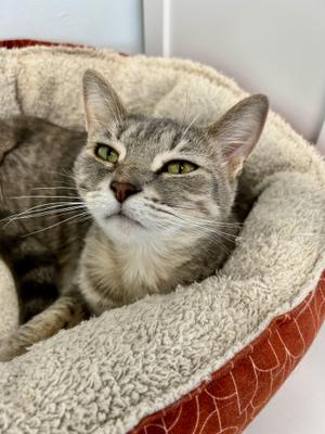 Dusty Rose, young, available for adoption