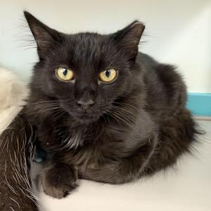 Dolly, kitten, available for adoption