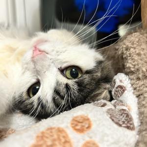 Macy, adult, available for adoption