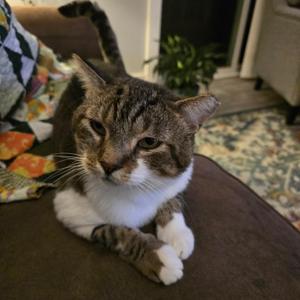 Buddy, adult, available for adoption