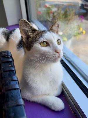 Espurr, young, available for adoption