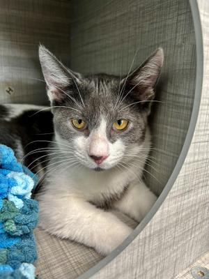 Nico and Murray (bonded), kitten, available for adoption
