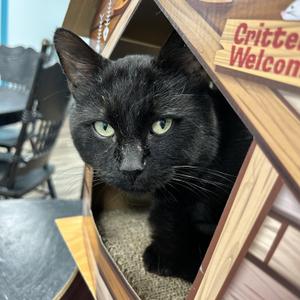 Igris, young, available for adoption