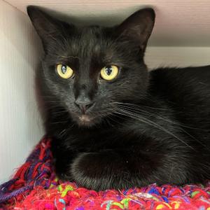 Coraline - CHOW HOUND, young, available for adoption