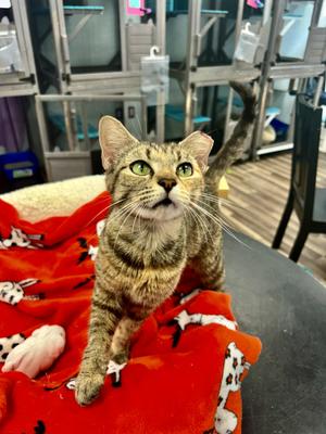 Katherine and Paul (bonded), adult, available for adoption