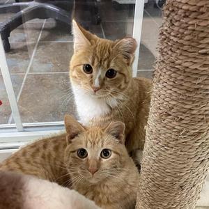 Danny and Timmy (bonded), young, available for adoption