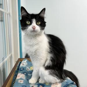 A black and white cat with green eyes sitting on a blue floral blanket.