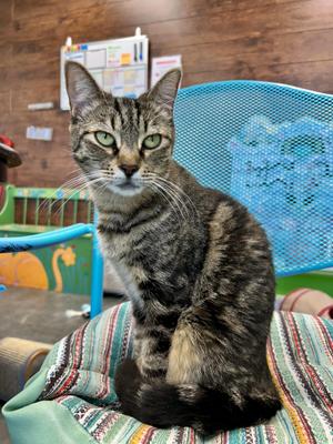 Maddie, young, available for adoption