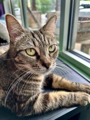 Maddie, young, available for adoption