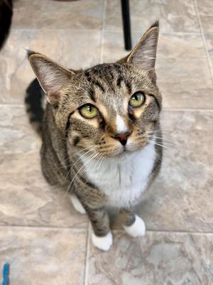 A tabby cat with green eyes and white paws, sitting on a tiled floor and looking up.