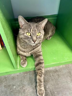 Earl Gray - ADOPTABLE SOON, young, available for adoption