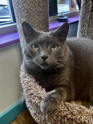Melanie, adult, available for adoption