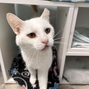 Clancy, young, available for adoption