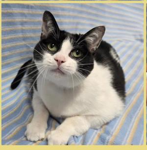 A black and white cat with green eyes lying on a blue and white striped blanket.