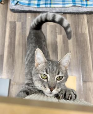 A gray tabby cat with green eyes looking up at the camera, its front paws resting on a surface.