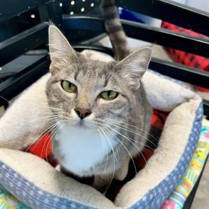 Jazzy, young, available for adoption