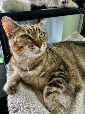 Martina, young, available for adoption