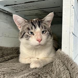 Eugene, adult, available for adoption