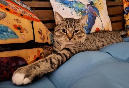 Hank, young, available for adoption