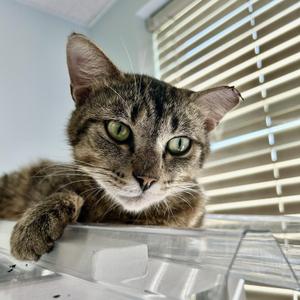 Henry, young, available for adoption