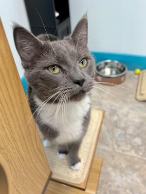 Bowie, young, available for adoption