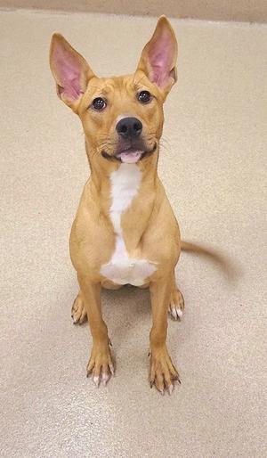 a brown dog with white chest and paws sitting on a beige floor