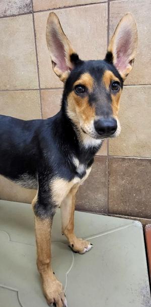 Ursa, German Shepherd Dog Mix, young, available for adoption