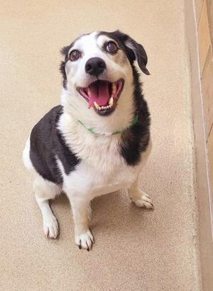 A black and white dog with a green collar, sitting on a beige carpet and looking up with its mouth open.