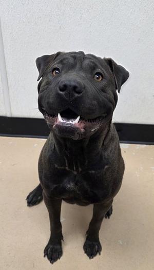 Tova, Chinese Sharpei Mix, young, available for adoption