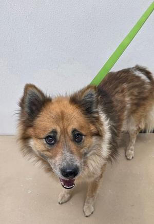 Auggie, Shiba Inu and Border Collie, adult, available for adoption