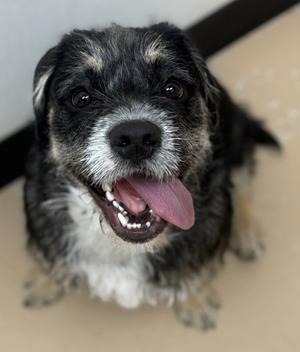 Bruce, Terrier Mix, young, available for adoption