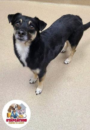 Paco, Chihuahua - Smooth Coated Mix, adult, available for adoption