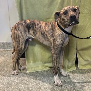 A brindle-colored dog with a black collar standing on a carpeted floor in front of a green curtain.