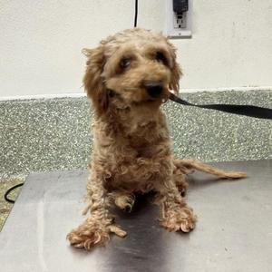 Gramps*, Poodle, senior, available for adoption