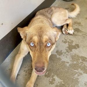 A light brown dog with blue eyes lying on a concrete floor.