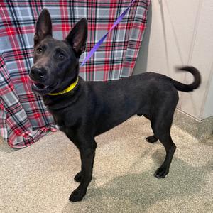 Aries, Shepherd, German, adult, available for adoption
