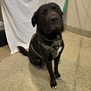 Brucie, Pit Bull Terrier / Shar-Pei, young, available for adoption