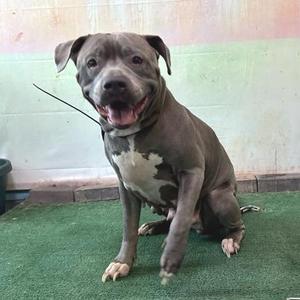 Dior, Staffordshire Bull Terrier, adult, available for adoption