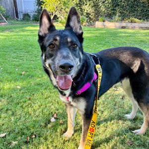 Emer, Shepherd, adult, available for adoption