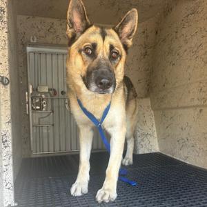 A German Shepherd dog standing inside a kennel, wearing a blue harness.