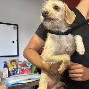 Donnie*, Chihuahua / Terrier, adult, available for adoption