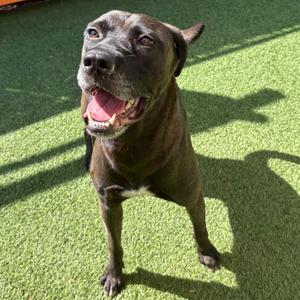 Griselda, Retriever, Labrador, adult, available for adoption